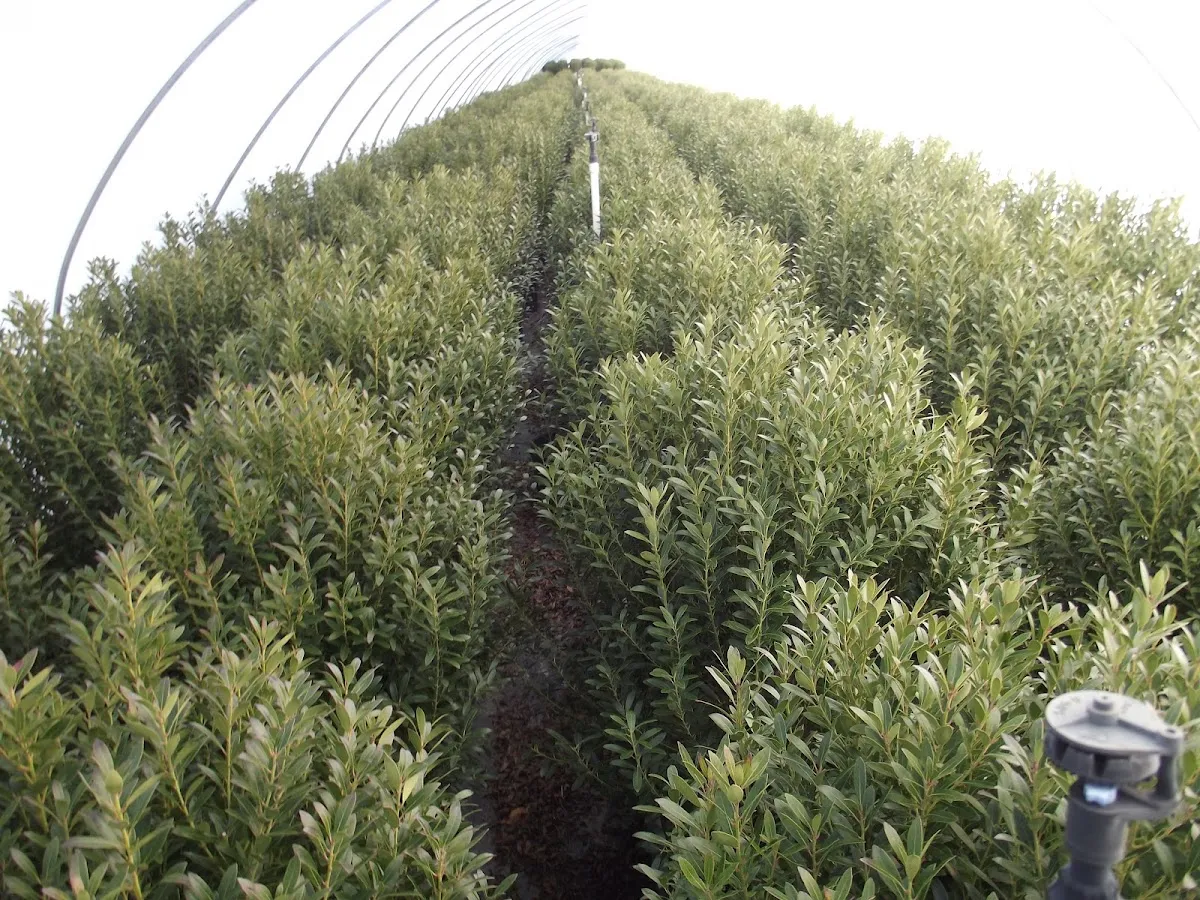 Aldrich's Nursery LLC