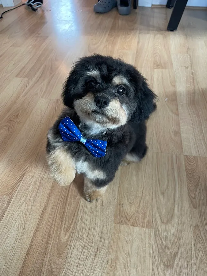 Ali’s Pet Spaw photo 2