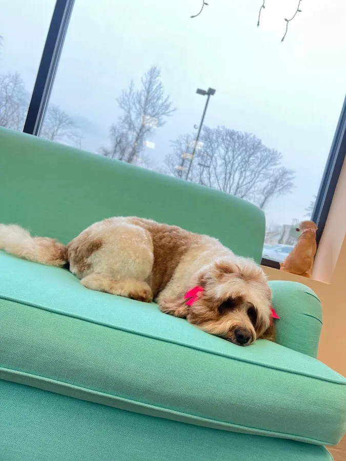 Ali’s Pet Spaw photo 4