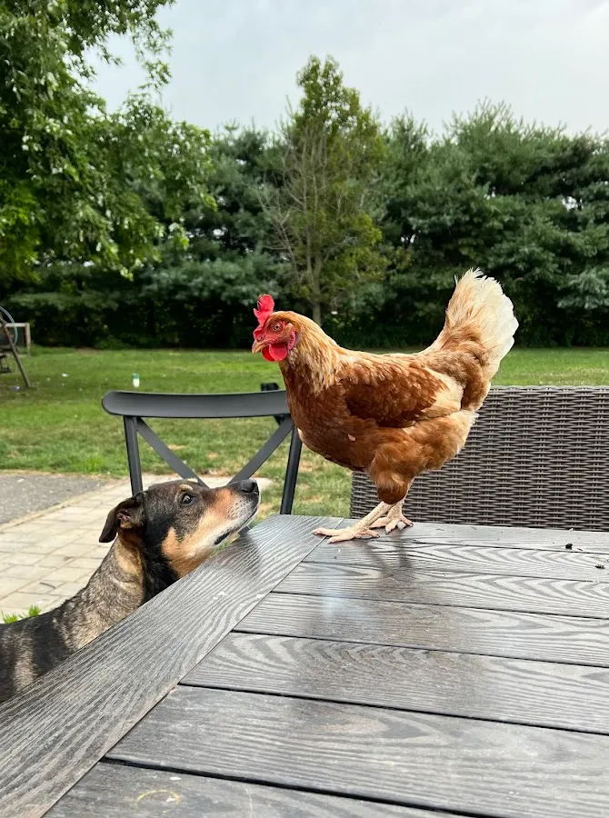 All Creatures Veterinary Care Center