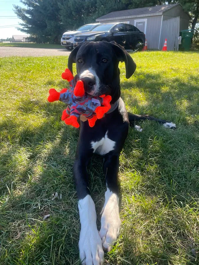 All Creatures Veterinary Care Center photo 2