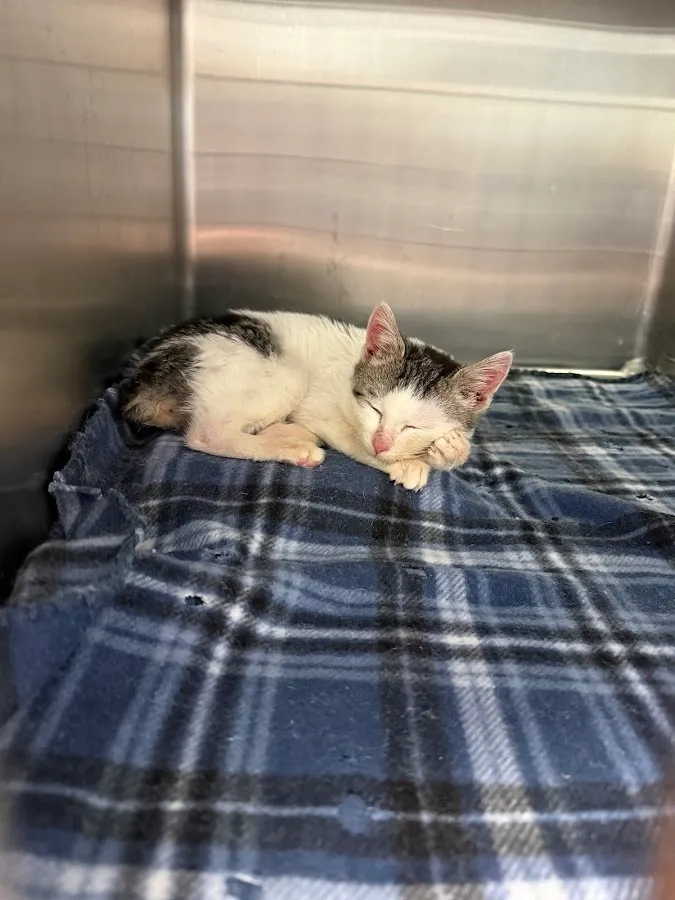 All Creatures Veterinary Care Center photo 3