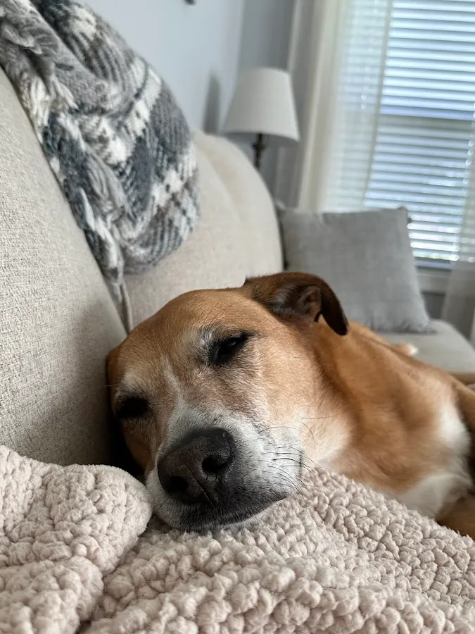 All Creatures Veterinary Service