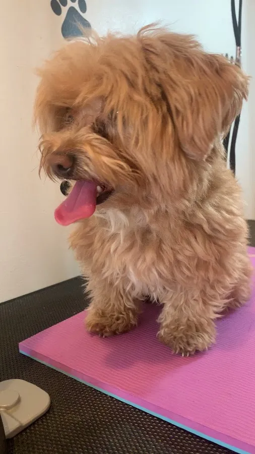 Almacanina_grooming Pet Grooming photo 2