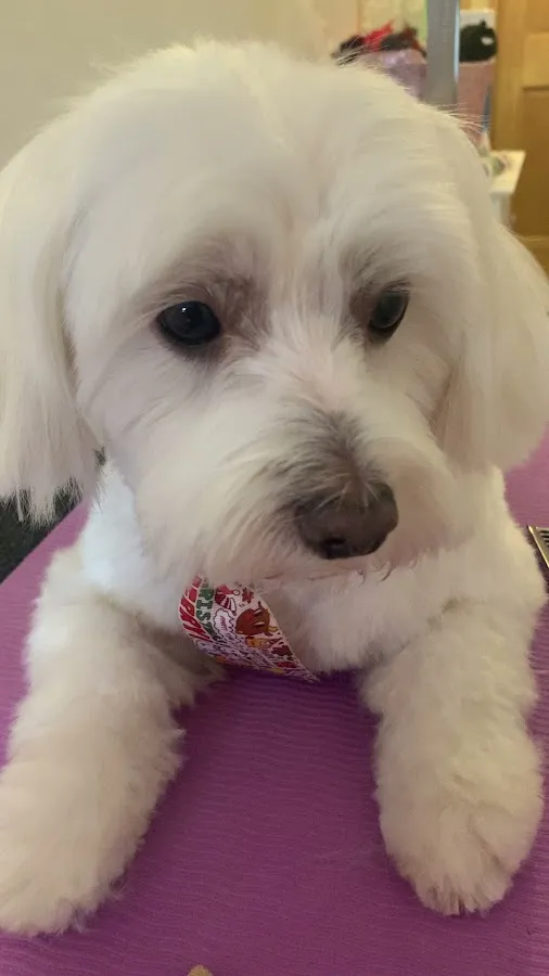 Almacanina_grooming Pet Grooming photo 3