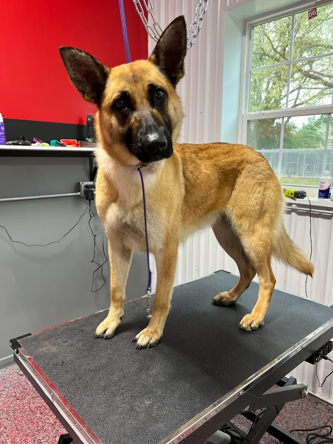 Alotta Luv Pet Grooming Shop