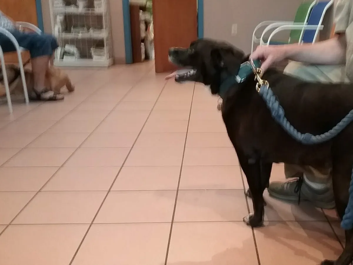 Alpha Veterinary Care