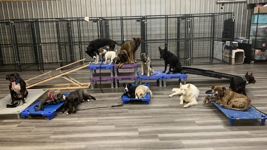 American Canine Coach