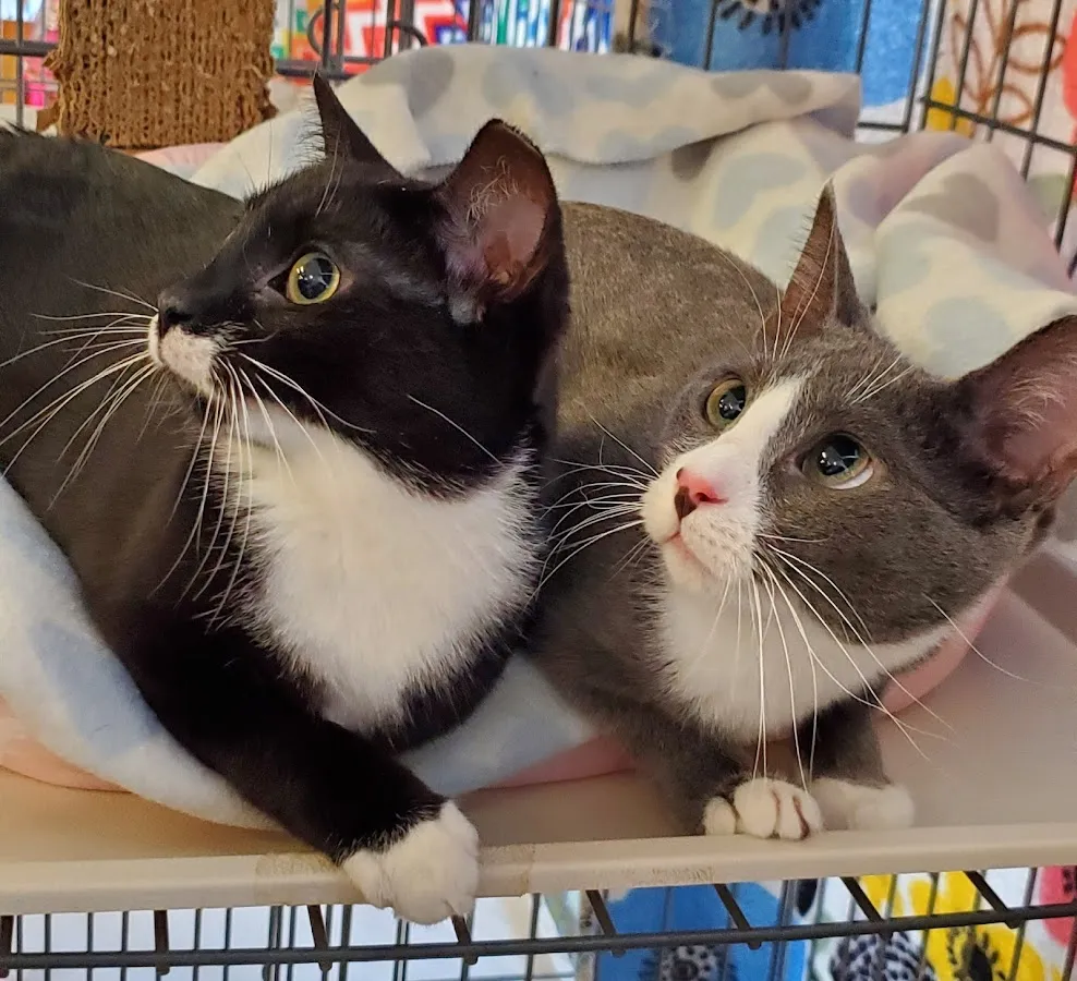 Amwell Pet Supply photo 3