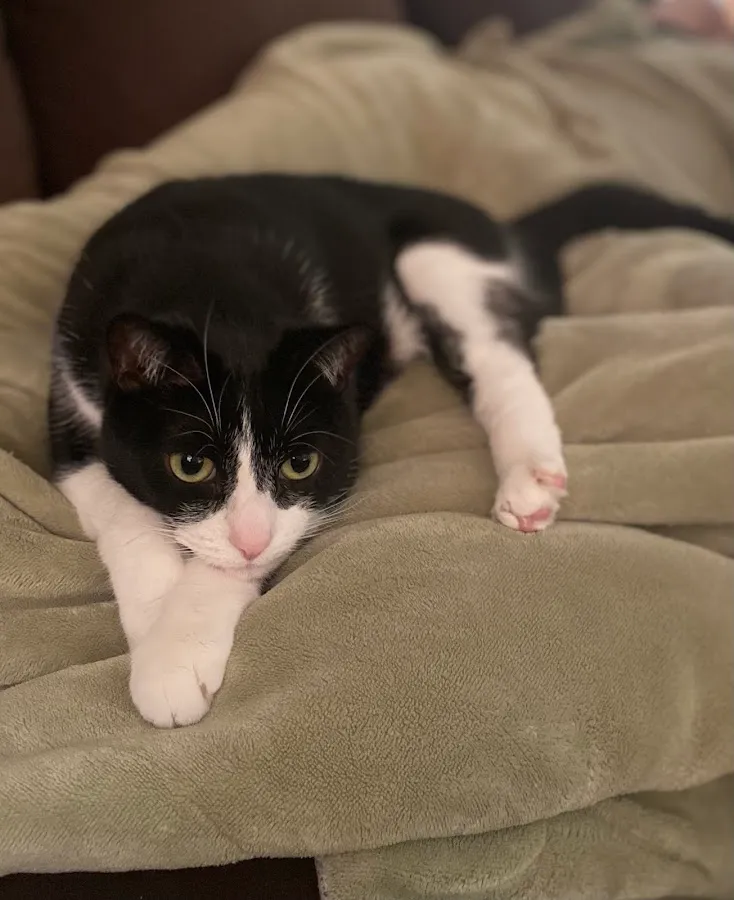 Angels Helping Animals photo 2