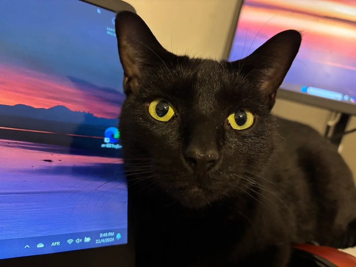 Angels Helping Animals photo 3