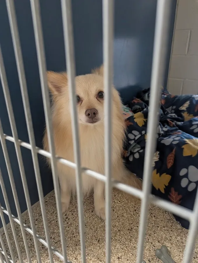 Animal Orphanage photo 2