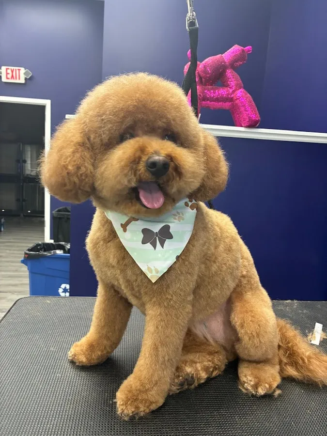 Animaland Grooming Salon #2