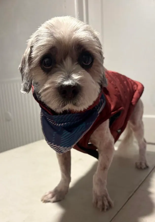 Animaland Grooming Salon #2 photo 2