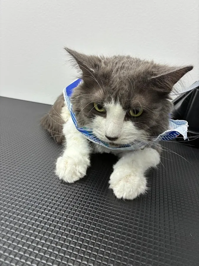 Animaland Grooming Salon #2 photo 4