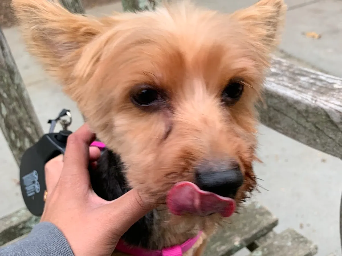 Anita's Wags to Riches LLC