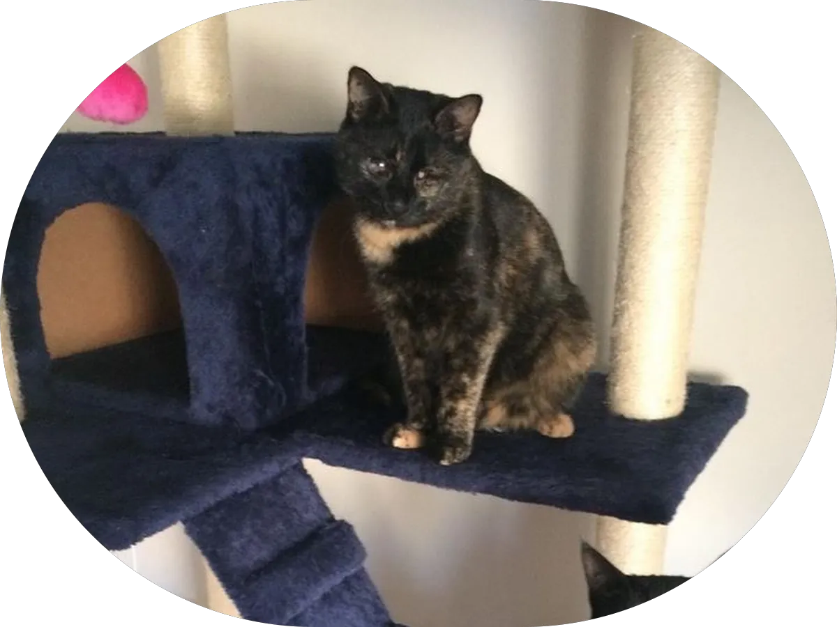 Apex Auto Body photo 2