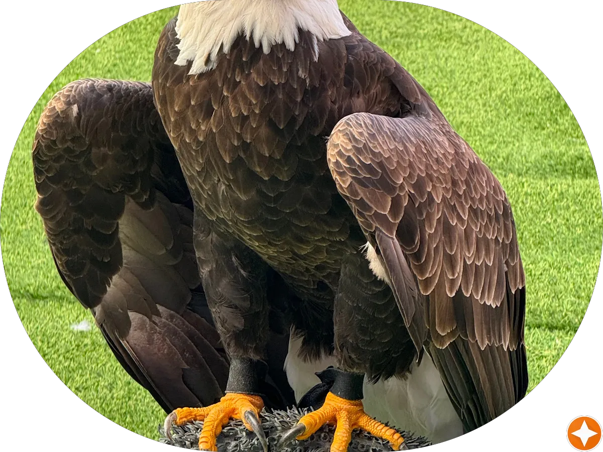 Apple Dentistry photo 5