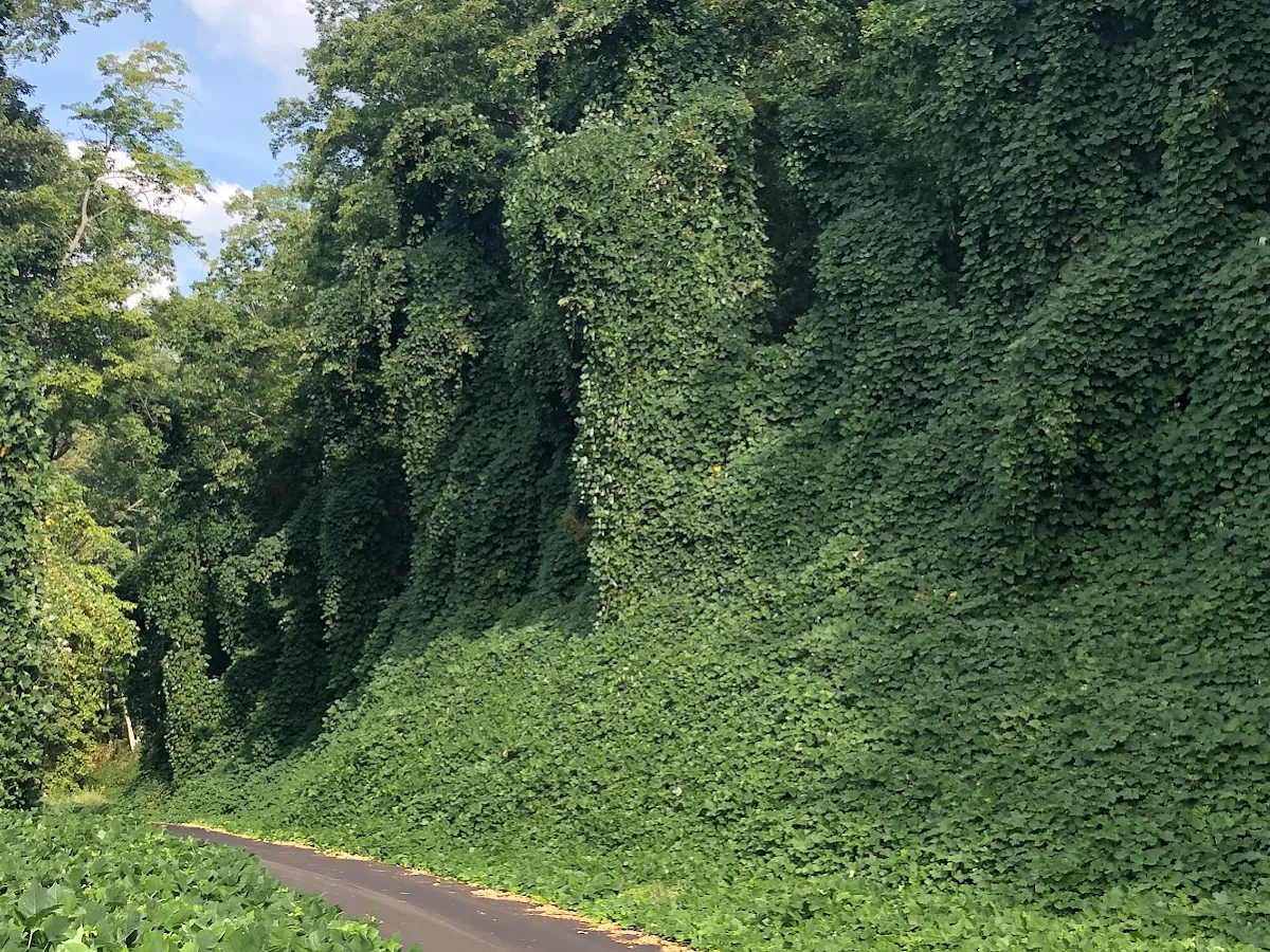 Art Lawn Gardening photo 4