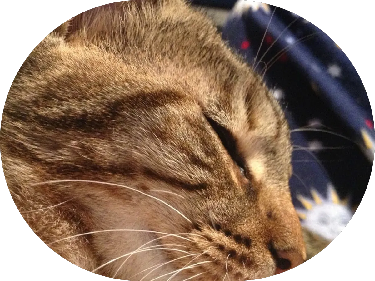 Art Play & Traditional Therapy