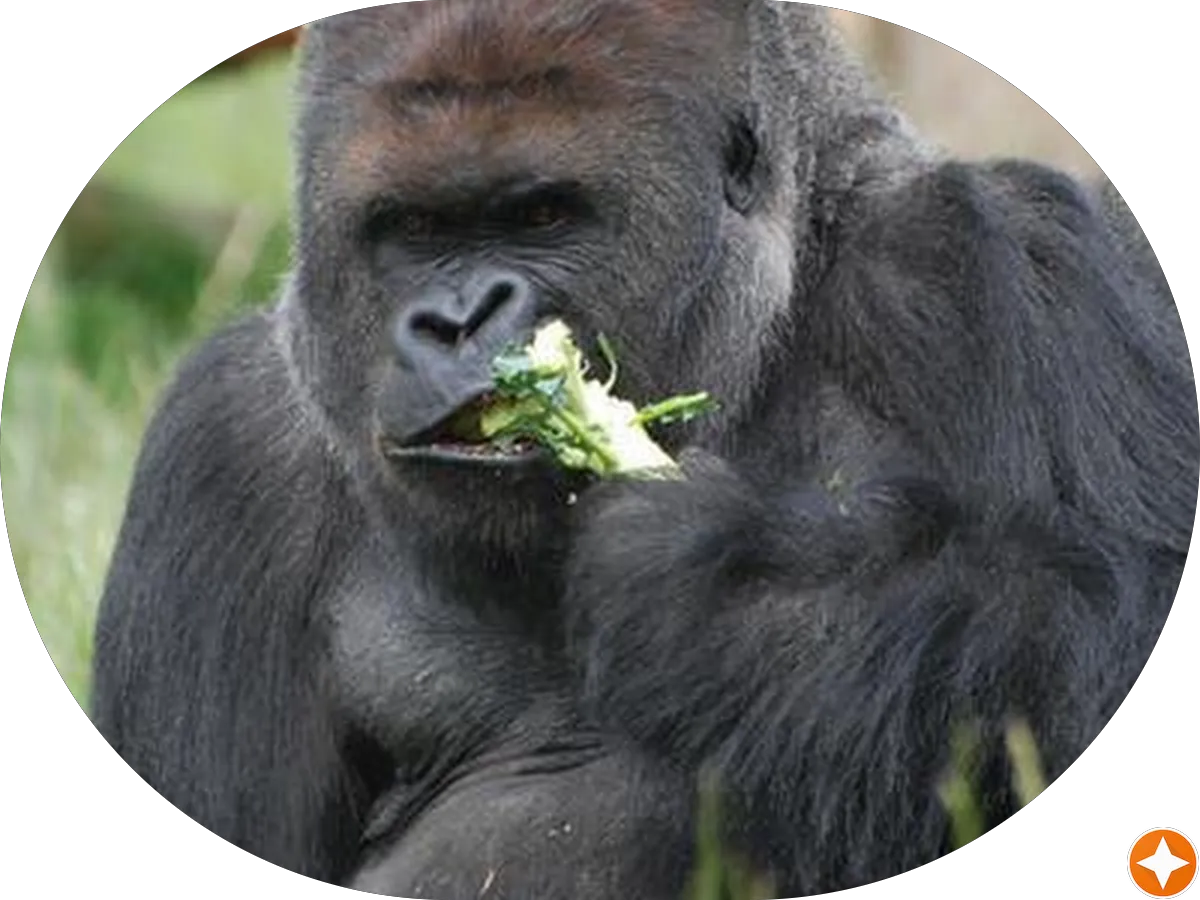 Atlantic Coast Moving & Storage, Inc. photo 3