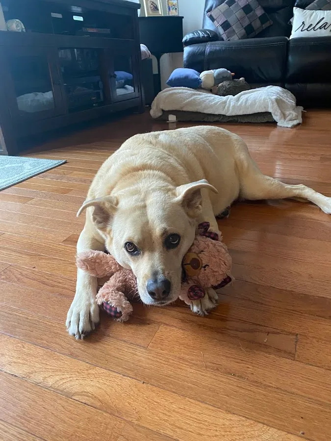 Atlantic County SPCA