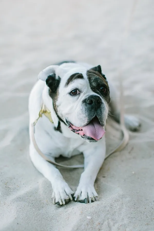 Atlantic Veterinary Hospital