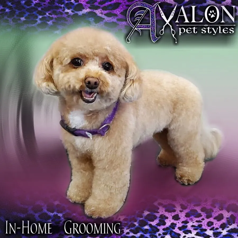 Avalon Pet Styles photo 2