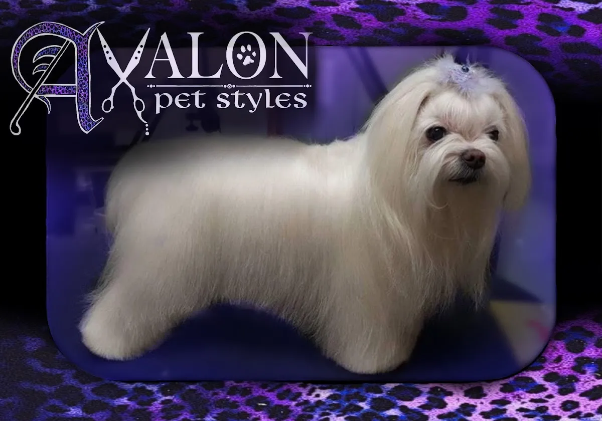Avalon Pet Styles photo 3
