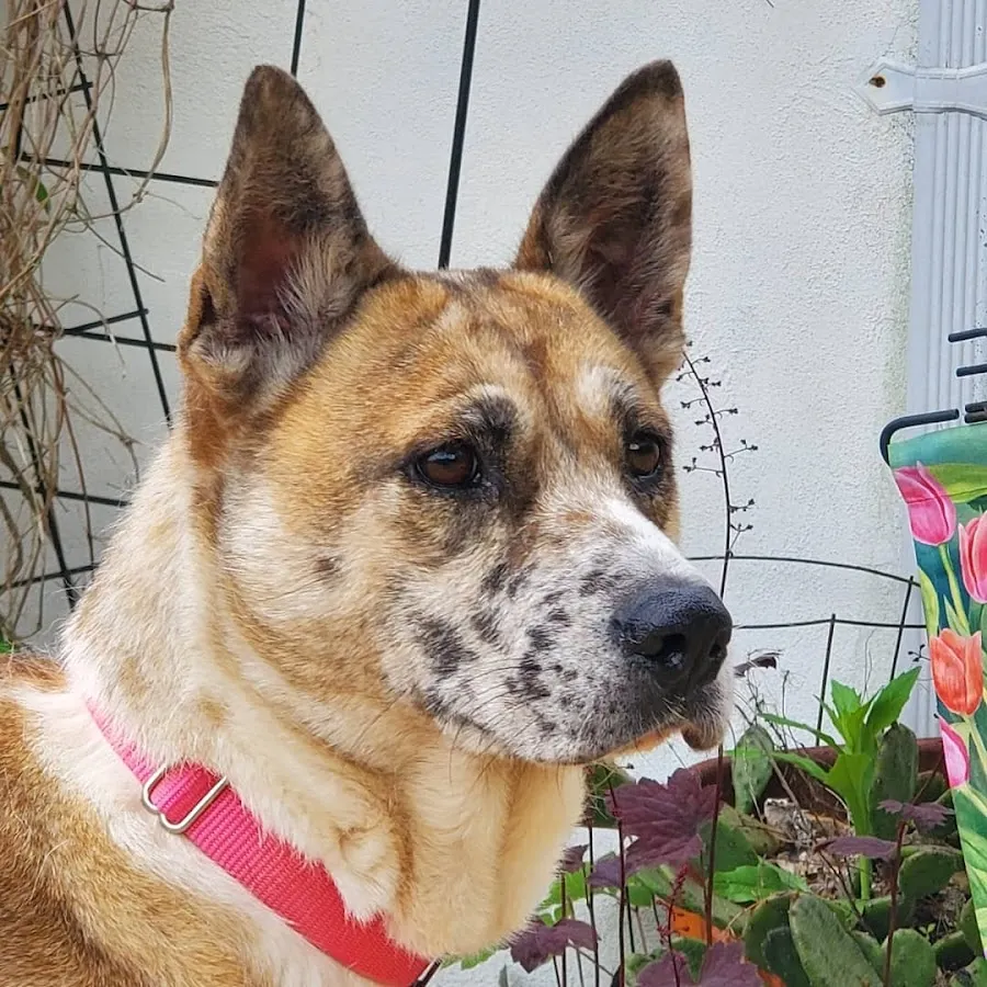 B & B Pet Palace photo 4