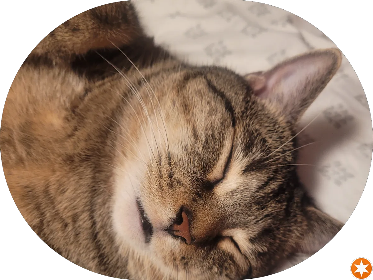 Bagel Factory photo 2