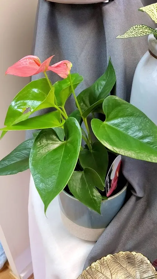 Bakanas Flowers & Gifts photo 3