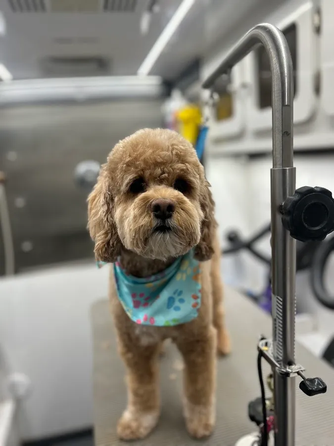 BARK & BRUSH MOBILE DOG GROOMING photo 2