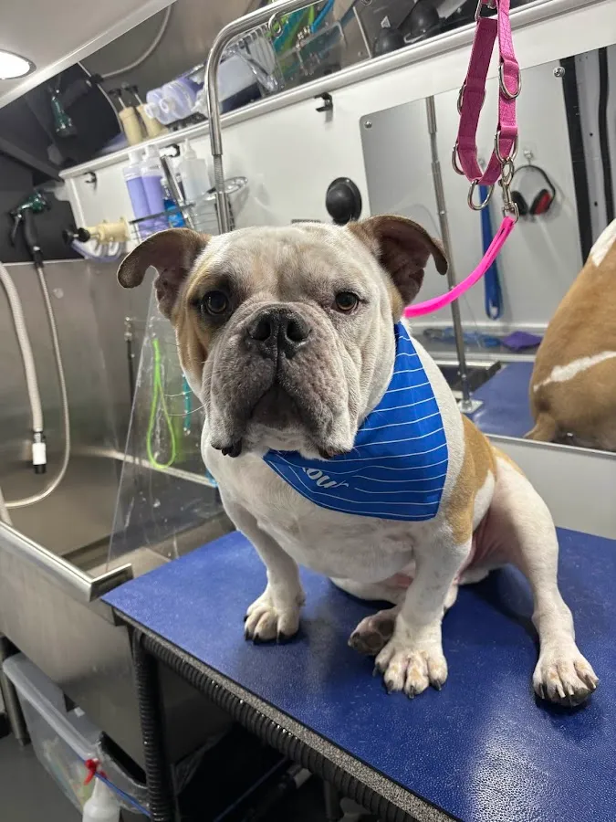 Barkbus Mobile Dog Grooming photo 2