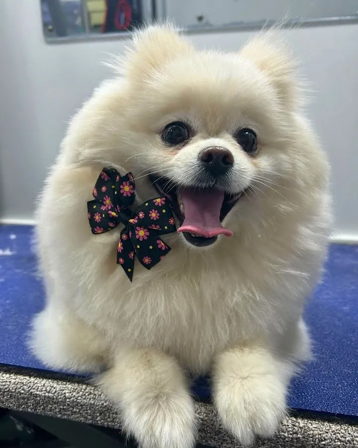 Barkbus Mobile Dog Grooming photo 3