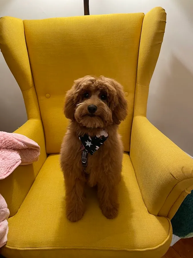 Barkingham Palace LLC