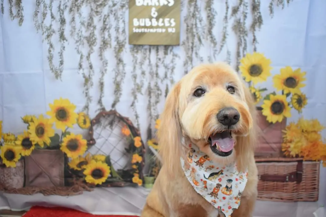 Barks & Bubbles Pet Salon