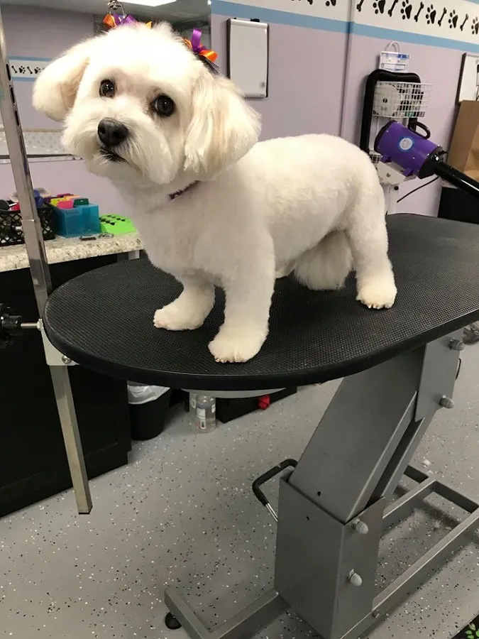 Barks & Bubbles Pet Salon photo 4