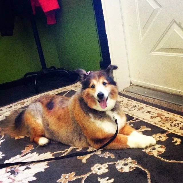 Beautiful Barkers Grooming