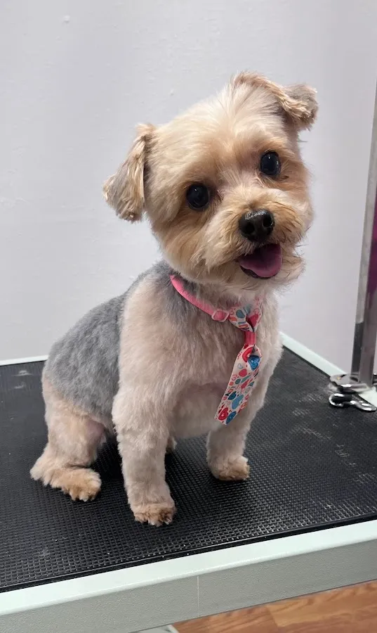 Bella’s Pet Spa photo 3