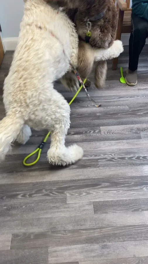 Berkeley Veterinary Center photo 5