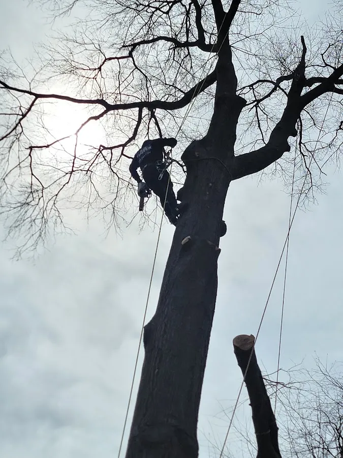 Big Timber Tree Service LLC photo 4