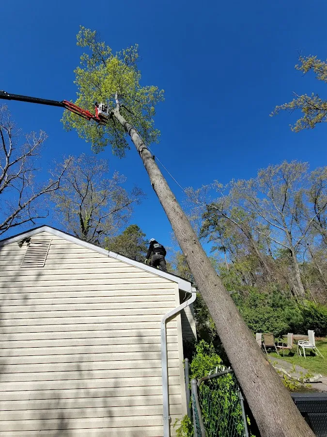 BigTimber Tree Service LLC photo 3