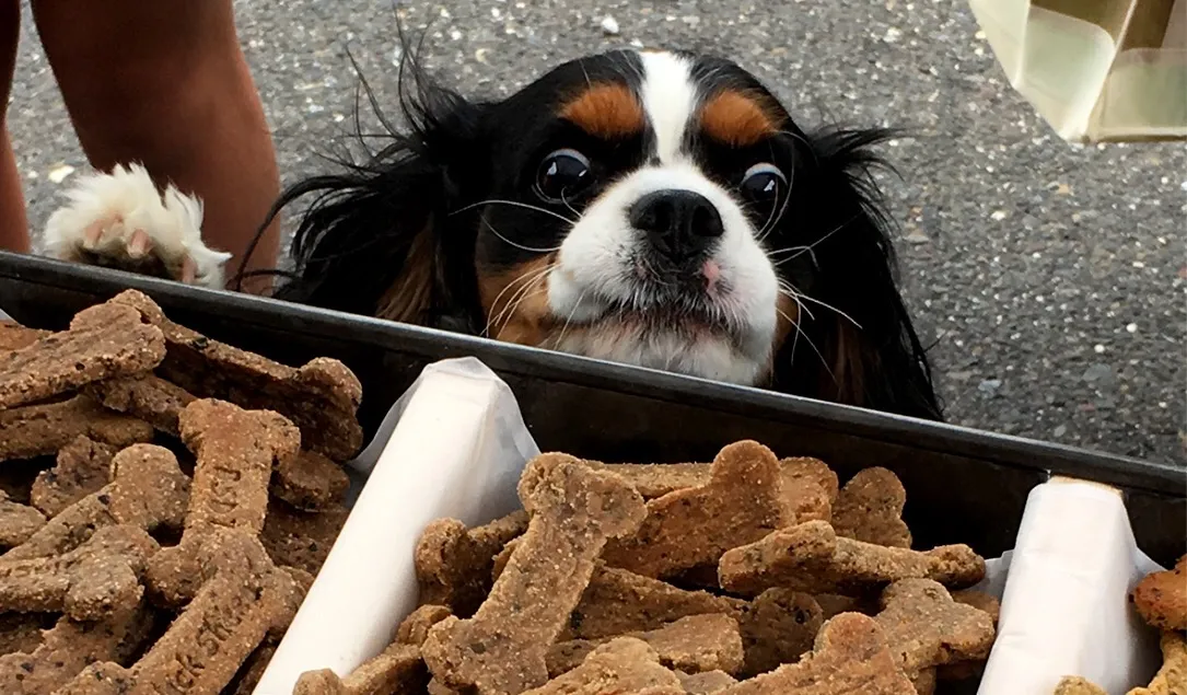 Black Sheep Dog Treats