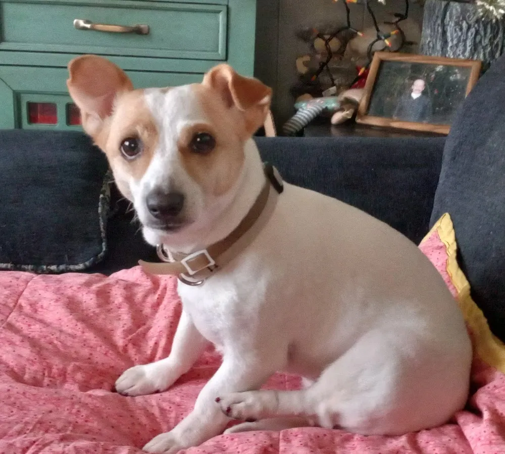 Blackwood Animal Hospital photo 4