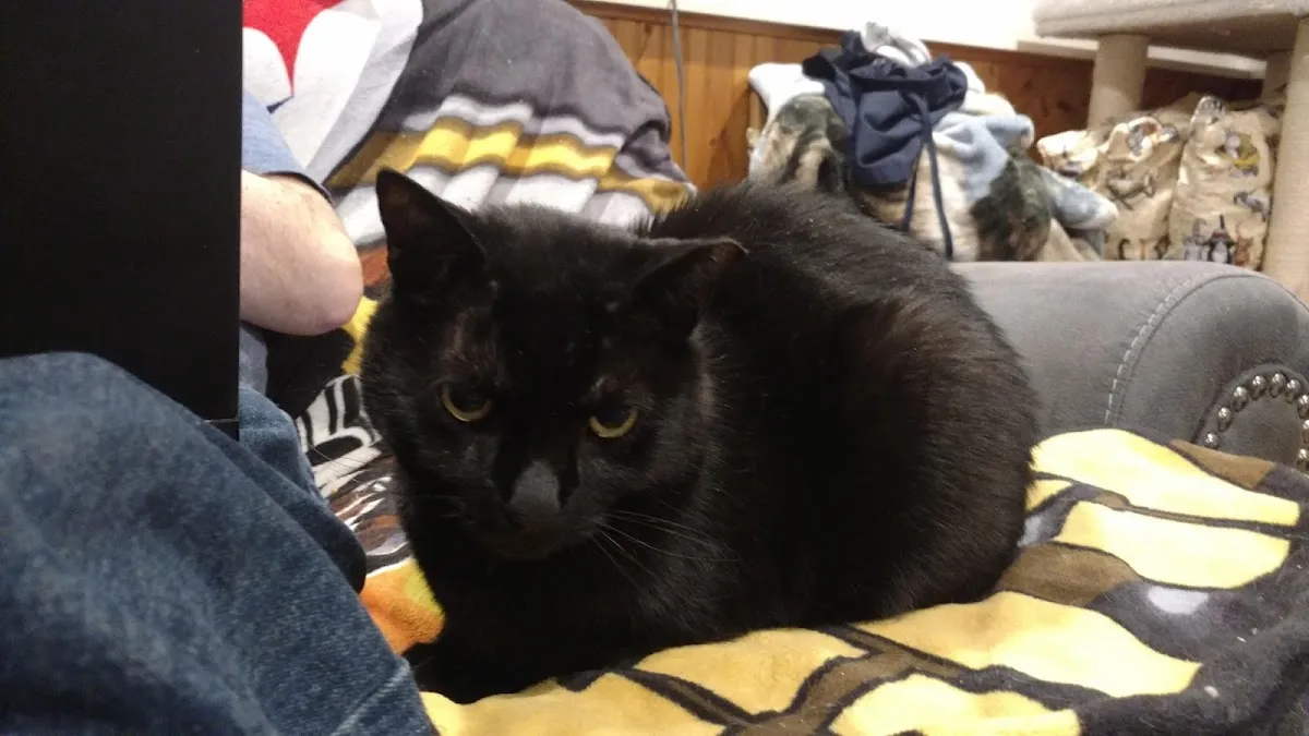 Blackwood Animal Hospital photo 5