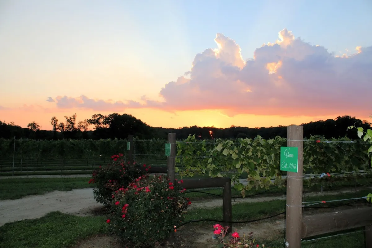 Blue Cork Winery and Vineyard photo 2