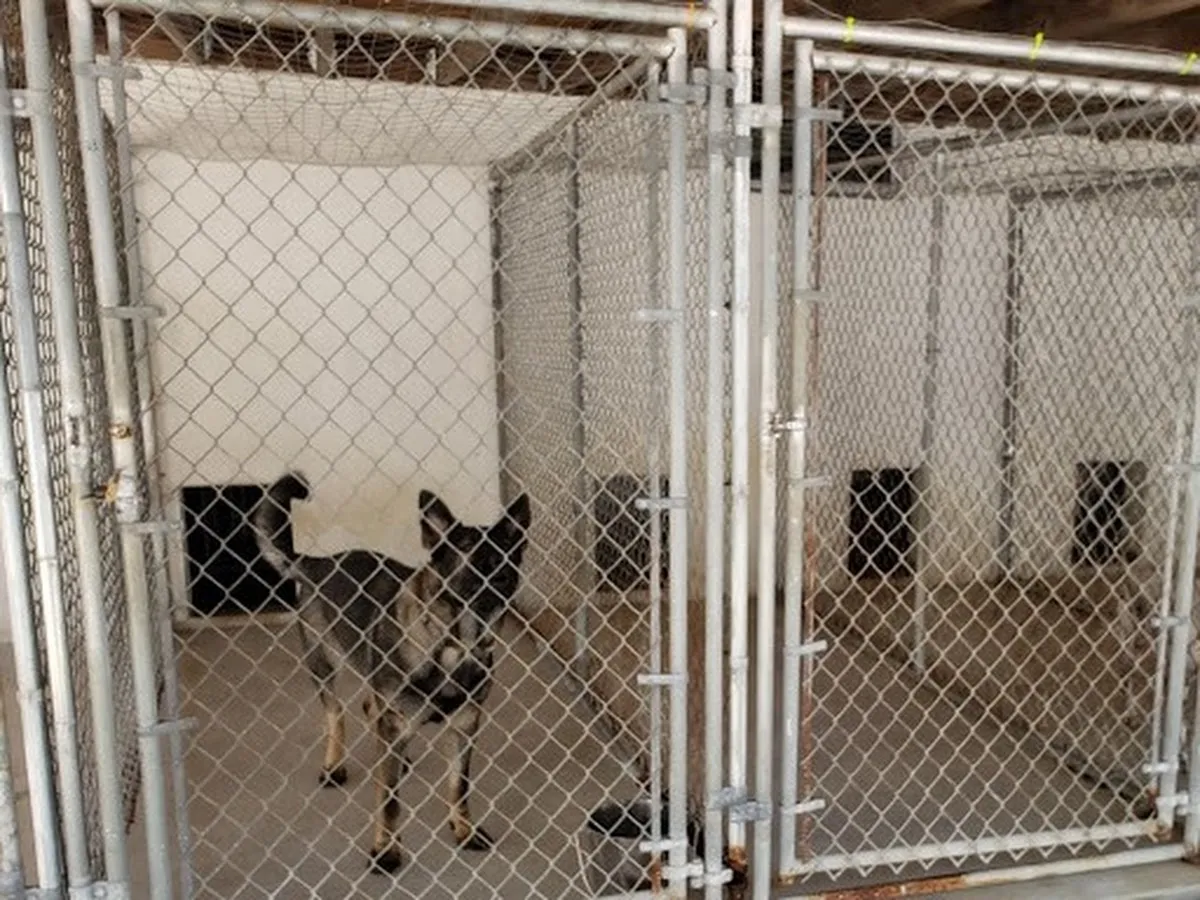 Blue Springs Kennel photo 4