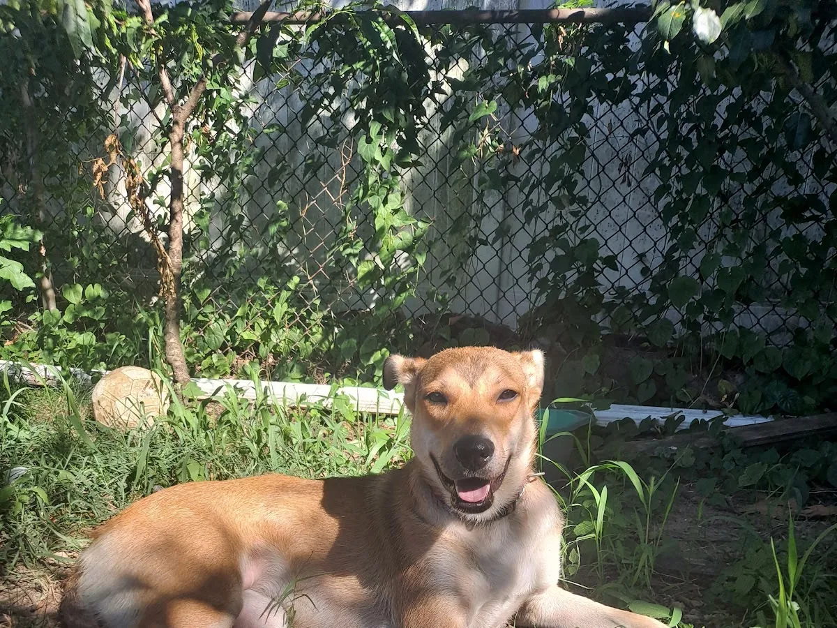 Blue Springs Kennel photo 5