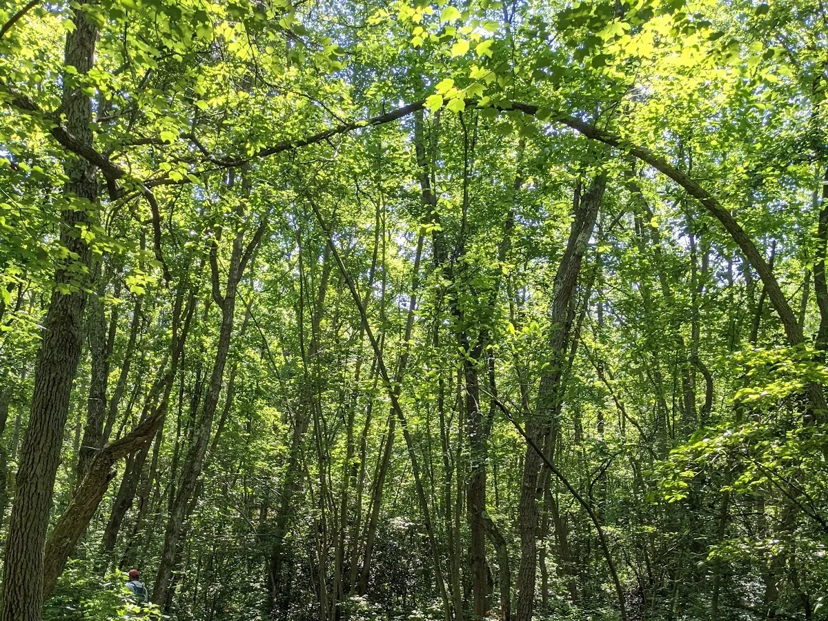 Blueberry Hill Trail Parking photo 3